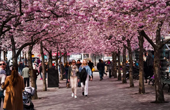 Daniel Norin Ou3fkfz HN8 Unsplash.