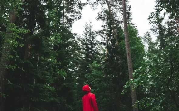 Man i röd jacka tittar på svenska tallträd.