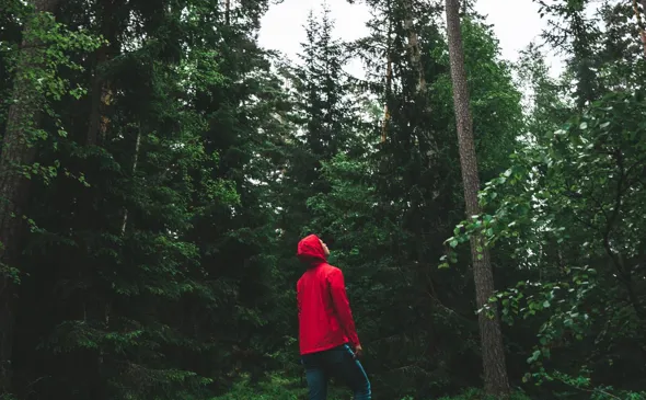 Man i röd jacka tittar på svenska tallträd.