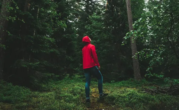 Man i röd jacka tittar på svenska tallträd.