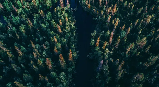 granskog från ovan.