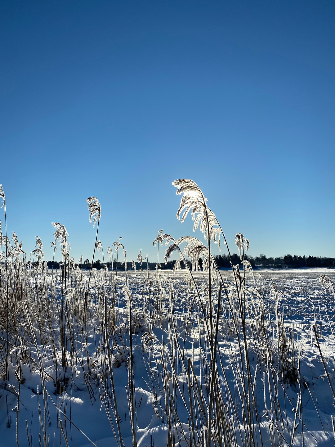 Vallentuna_naturreservat.jpg.